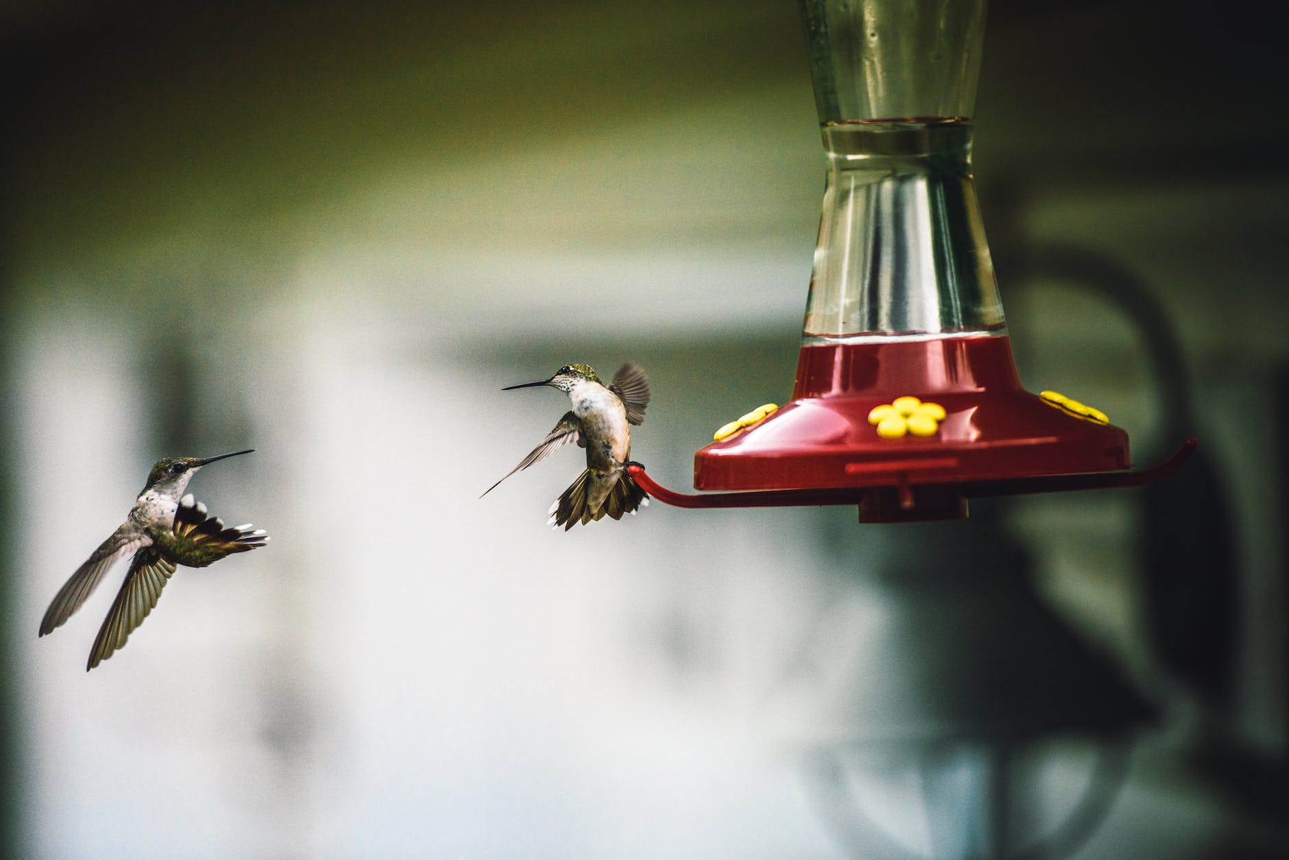 two humming birds